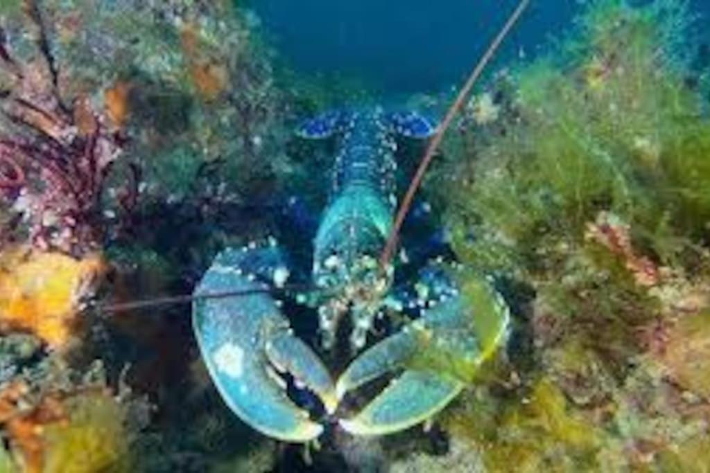 Gite Entre Mer Et Abers Лендеда Экстерьер фото